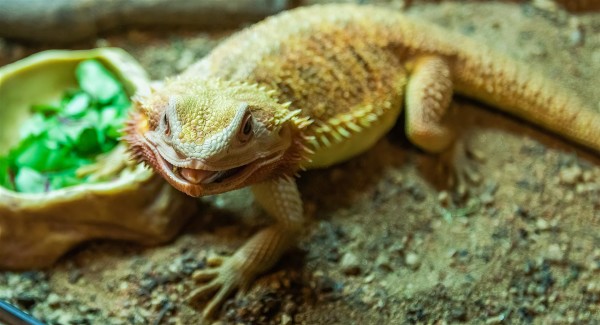 Kairi, a bearded dragon, is one of the exotic animals enjoying the new and improved enclosures at Easton College.