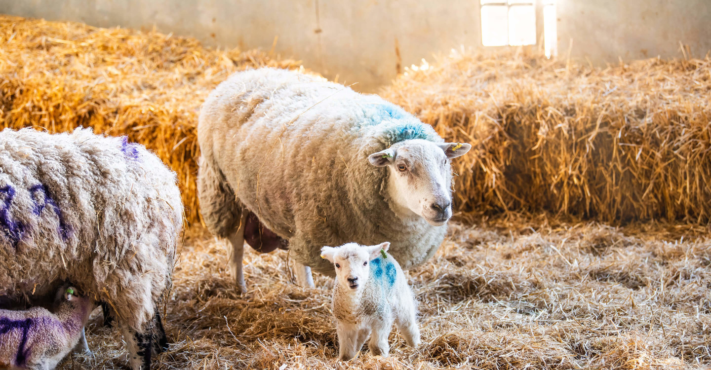 easton lambing weekend