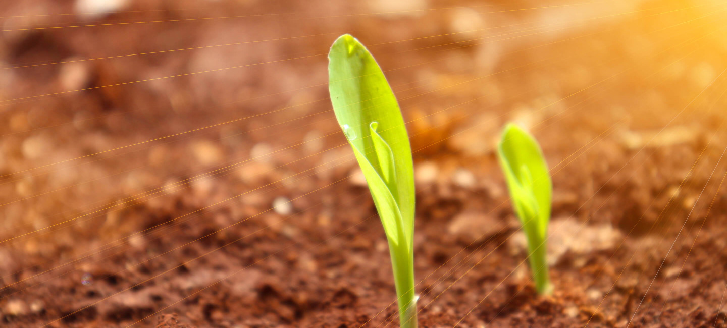 Seeds germinating in soil