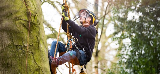 Arboriculture student climbing a tree in the Easton College Arboretum