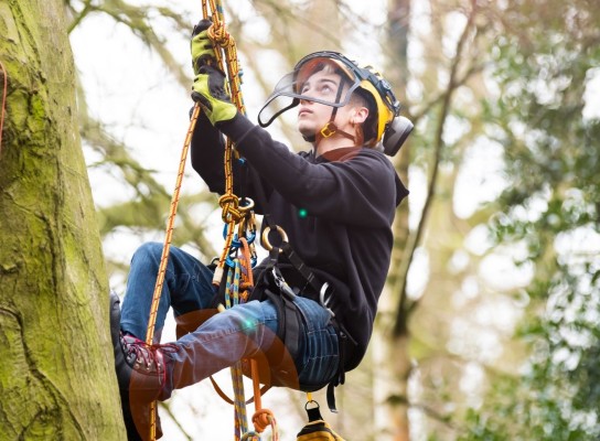 Arboriculture student climbing a tree in the Easton College Arboretum
