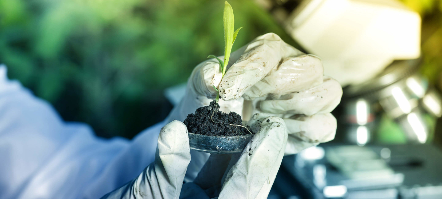 Person in gloves removing seedling from soil ready to examine under microscope