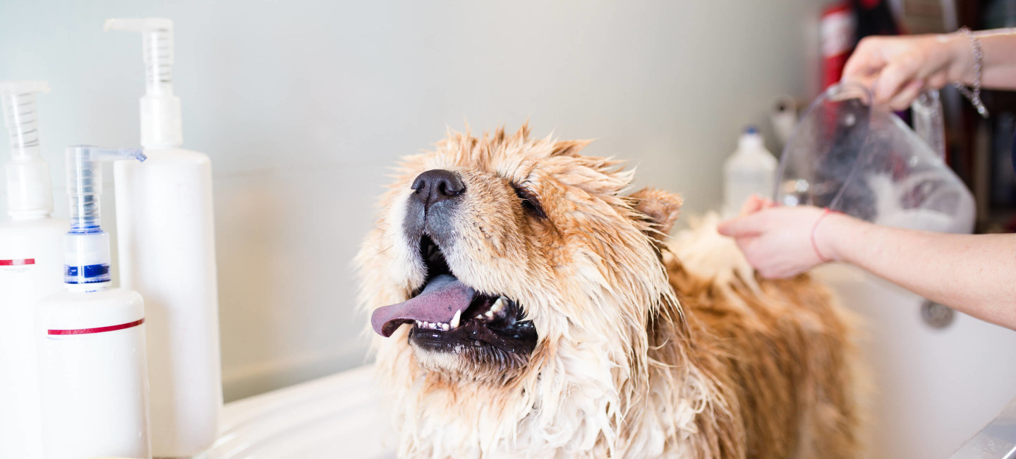 Dog Grooming v2