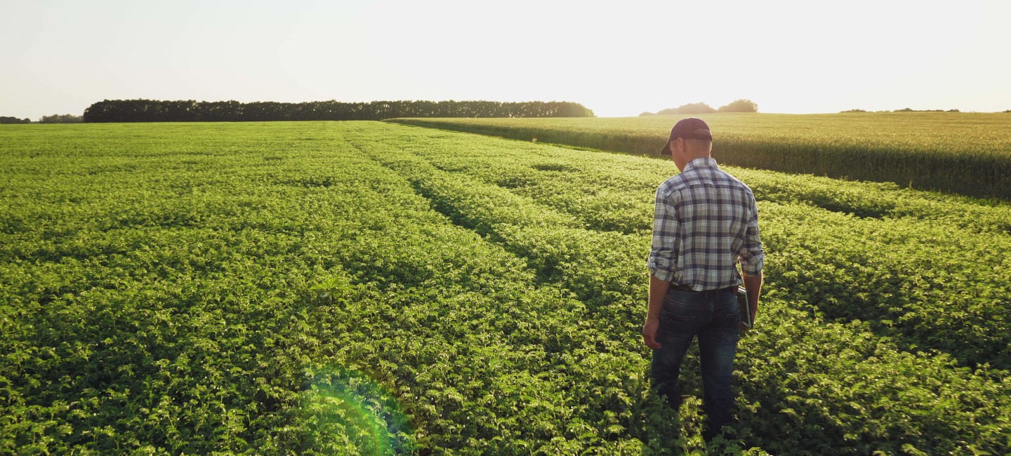 Man walking through a growing field carrying an iPad