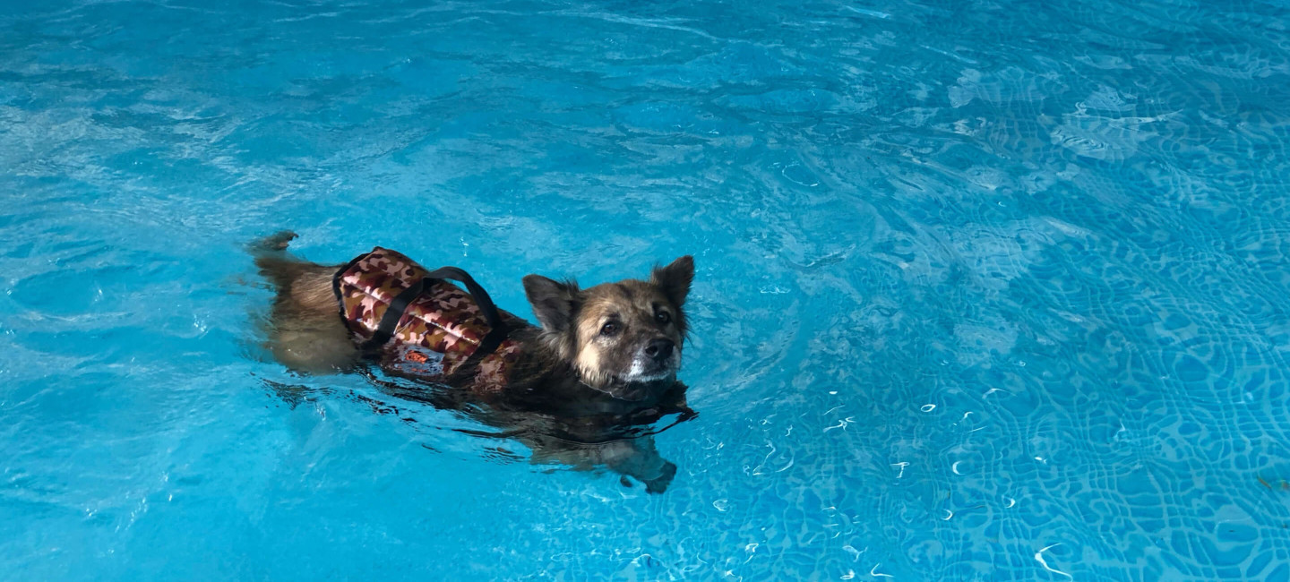 hydrotherapy for dogs at easton college