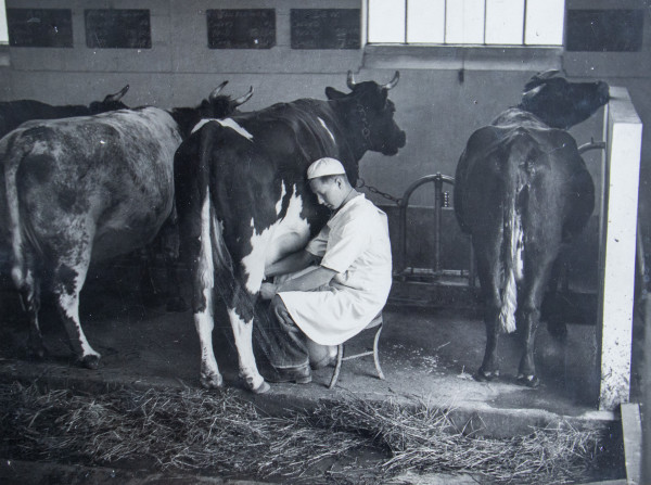 A student hand-milking a Frieseian cow in the Model Farm milking parlour.