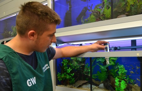 Animal Management student Jordan Mackay checking the water temperature in one of the aquariums v2