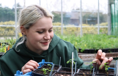 Easton College horticulture student Luci Barber checking the progress of the Ginkgo Biloba seedlings