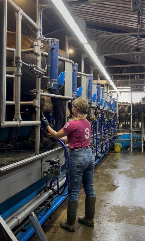Lily adjusting the milking equipment for a dairy cow in a milking shed with a long row of stalls for the animals.