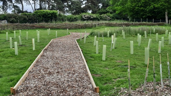 Woodchip path with saplings on either side that have been planted as part of the new wellbeing area.